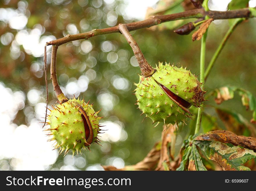 Two chestnuts on a tree with brown leaves