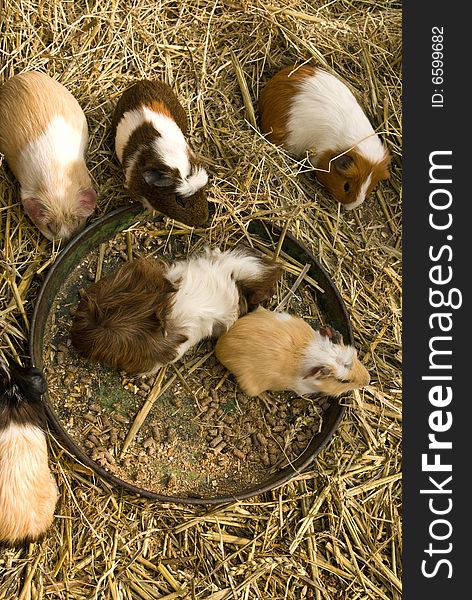 Guinea pigs crowd around their feeding bowl. Guinea pigs crowd around their feeding bowl