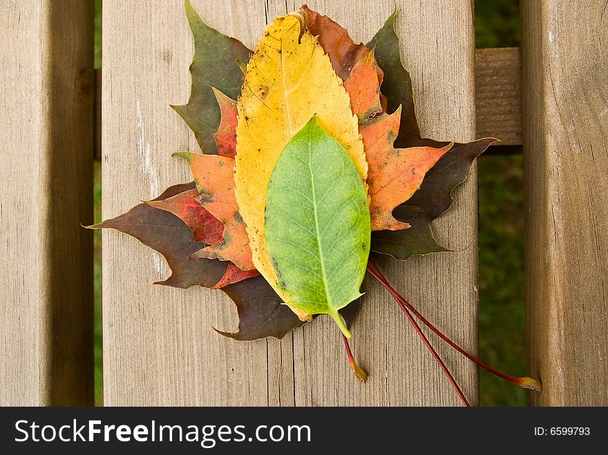 A collection of autumn leaves on a bench