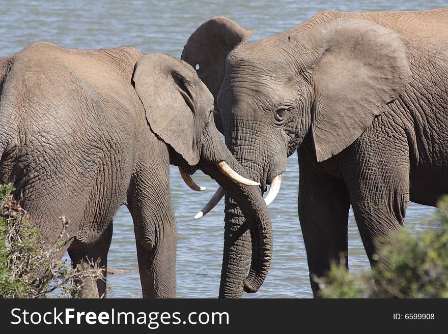 These elephants were having a drink near a waterhole. These elephants were having a drink near a waterhole