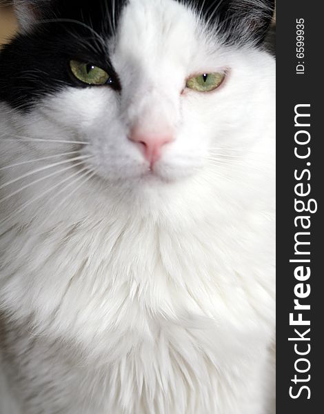 Black and white cat vertical green eyes close up