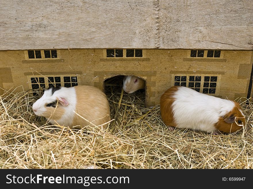 A small family of guinea pigs at play. A small family of guinea pigs at play