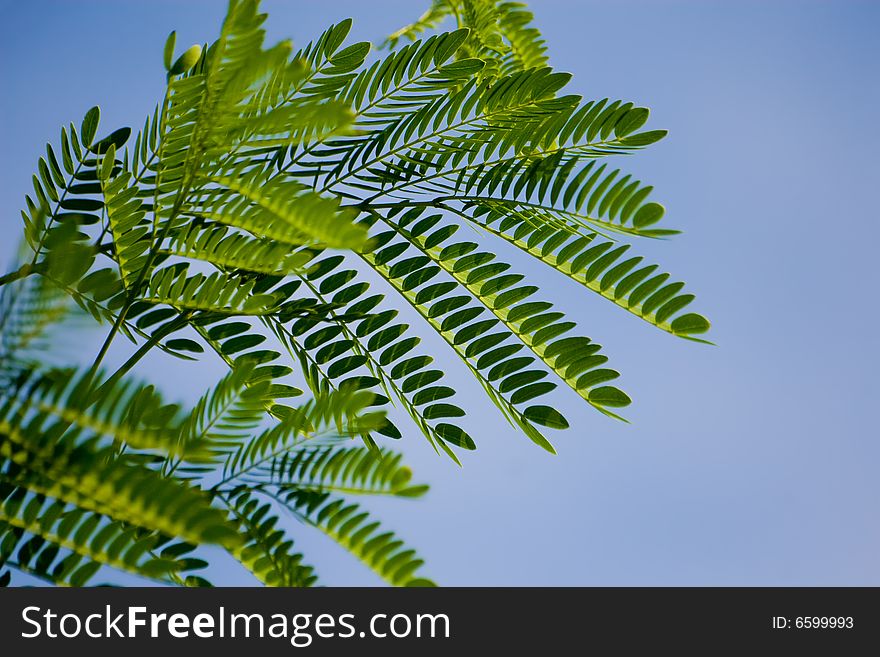 Branch of a mimosa on a background of the blue sky