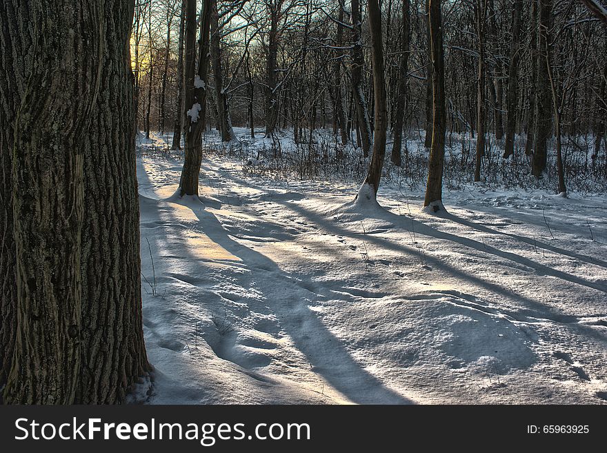 Winter forest on cold winter day at sunset. Winter forest on cold winter day at sunset