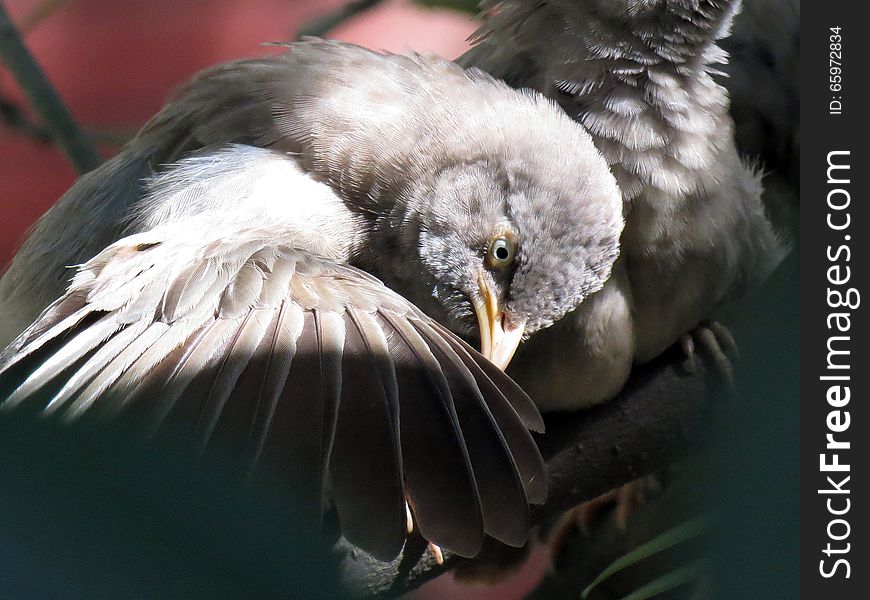 A bird inspecting her wings sitting on a tree.