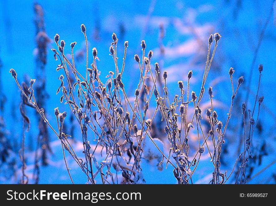 Dry wild flowers covered with fresh snow on blurred background in cold sunny winter morning. Dry wild flowers covered with fresh snow on blurred background in cold sunny winter morning