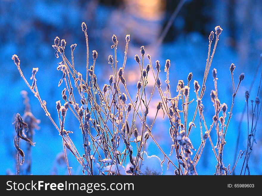 Dry wild flowers covered with fresh snow on blurred background in cold sunny winter morning. Dry wild flowers covered with fresh snow on blurred background in cold sunny winter morning