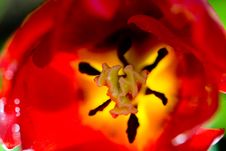 Abstract Tulip Royalty Free Stock Photography