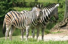 Zebras Stock Photography Zebras Stock Photography
