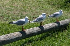 Sea Gulls Stock Image