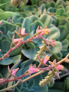 Succulent Flowers Stock Photos Succulent Flowers Stock Photos