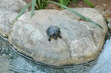 Little Turtle On Rock Stock Photo Little Turtle On Rock Stock Photo