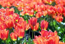 Sunlit Tulips Stock Image