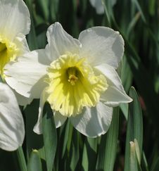 Narcissi Royalty Free Stock Photography
