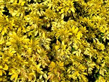 Yellow Flowers Stock Image Yellow Flowers Stock Image