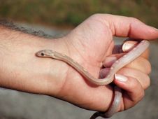 Snake In Hand Stock Photo Snake In Hand Stock Photo