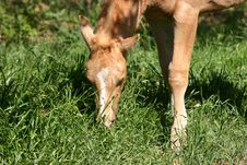 Grazing Colt Stock Photography Grazing Colt Stock Photography
