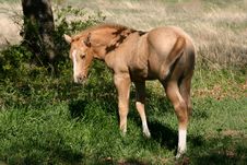 Colt In Green Grass Stock Photo Colt In Green Grass Stock Photo