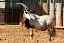 Antelope In Zoo Stock Image