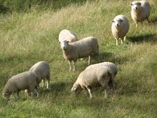 Sheep Grazing Stock Photo Sheep Grazing Stock Photo
