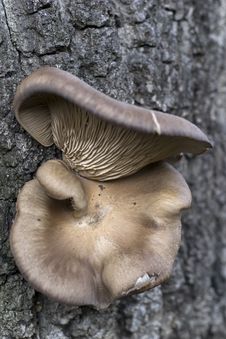 Free Fungus Royalty Free Stock Photos - 669428