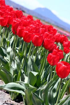 Red Tulips Diagonal Royalty Free Stock Photo Red Tulips Diagonal Royalty Free Stock Photo
