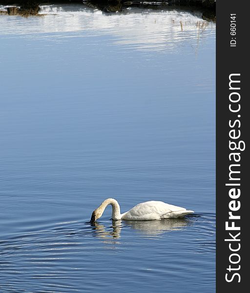 A Trumpeter Swan floats on a cold blue stream and dips her beak in the water.