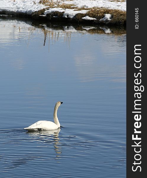 A Trumpeter Swan swims on a cold blue stream towards an icy snowbank.