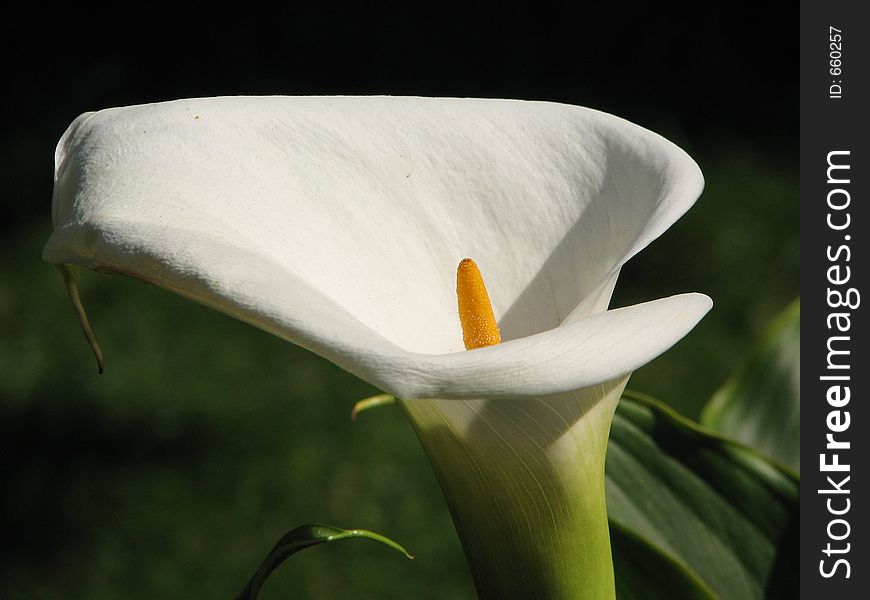 Callalily in white color