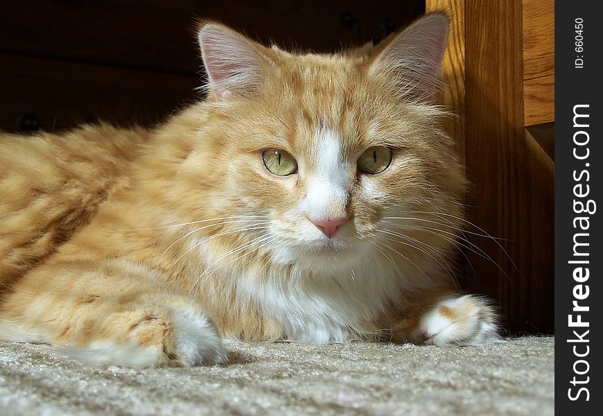 Photo of a large orange cat lounging in the sun. Photo of a large orange cat lounging in the sun.