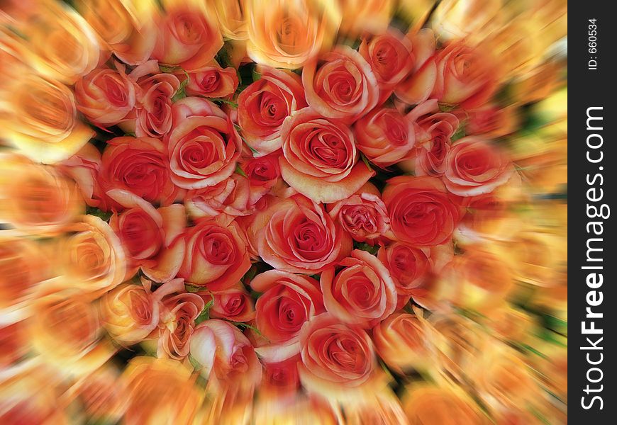 Bed of red and yellow roses in heart shape with zoom effect. Bed of red and yellow roses in heart shape with zoom effect