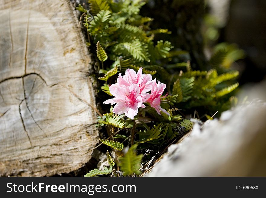 Azalea flower bloom