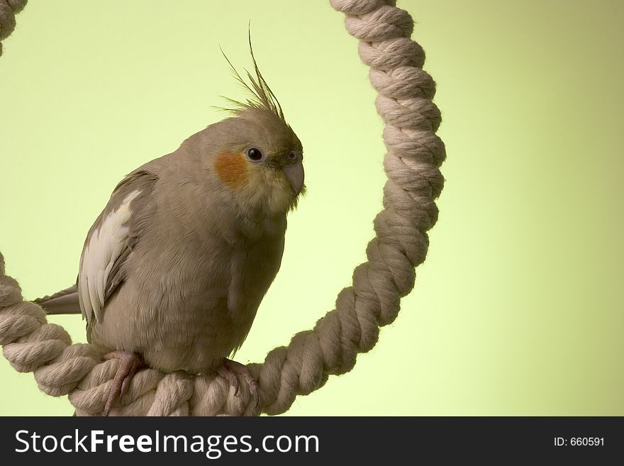 Canelle sits for a portrait on one of her favorite swings. Canelle sits for a portrait on one of her favorite swings