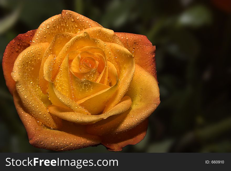 Orange rose in blured leafes