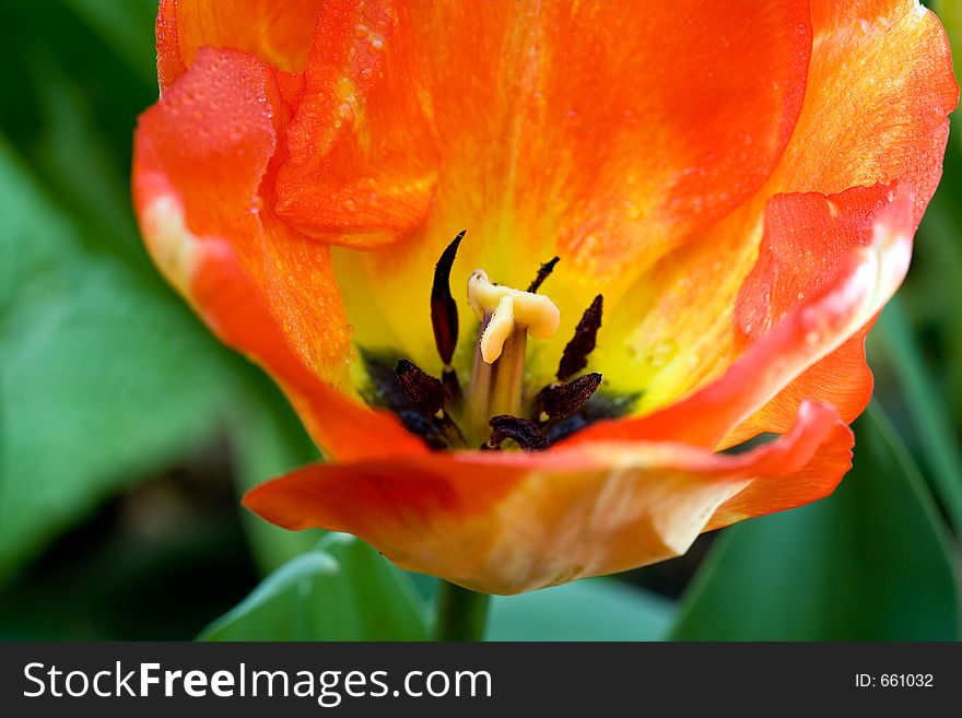 Colorful tulip interior with dew drops. Macro shot, shallow depth of field.