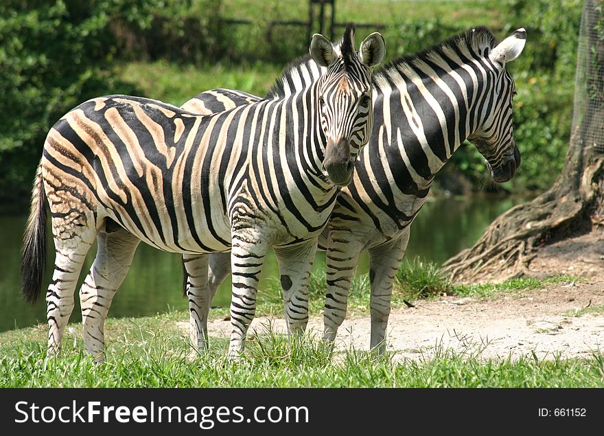 A pair of Zebras in the Taiping Zoo