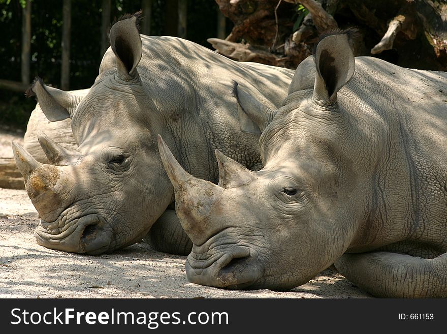 A pair of sleeping Rhinos in the Taiping Zoo