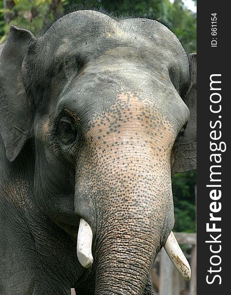 Close-up and personal with a bull elephant at the Taiping Zoo