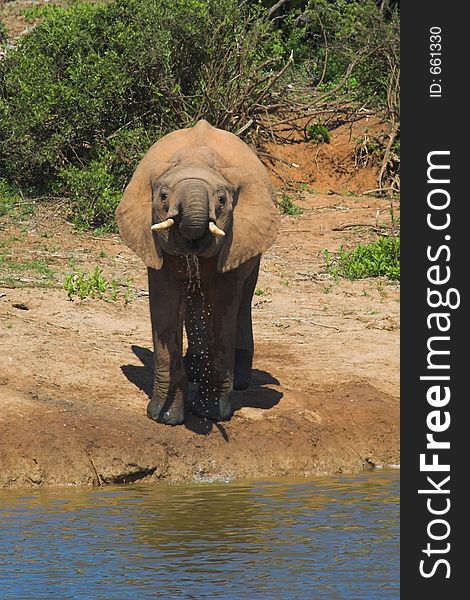 African Elephant drinking at the waterhole. African Elephant drinking at the waterhole