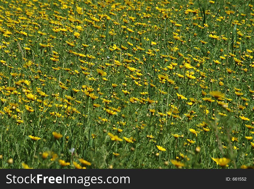 A field of flowers in a spring day