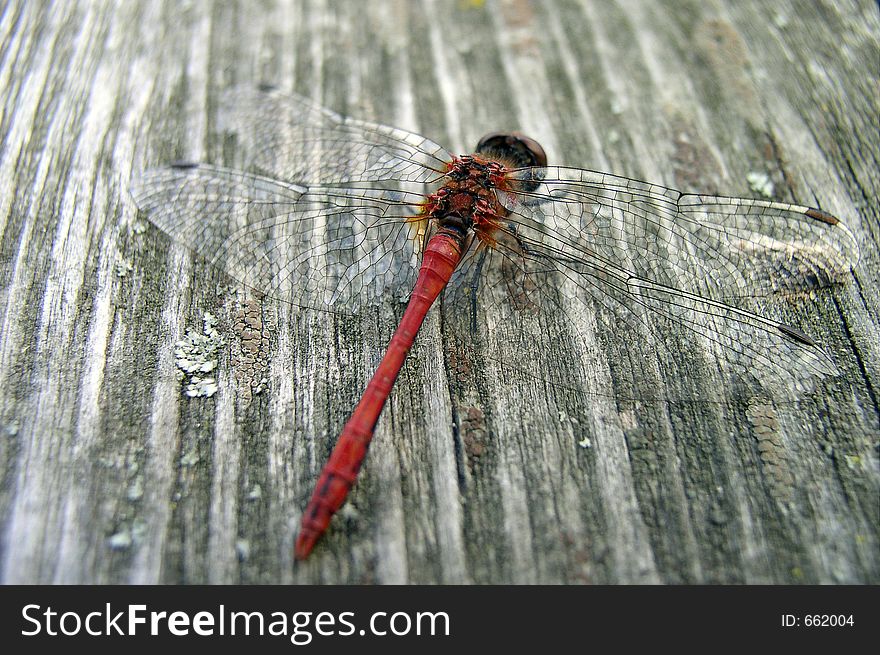 Dragon-fly on a plank