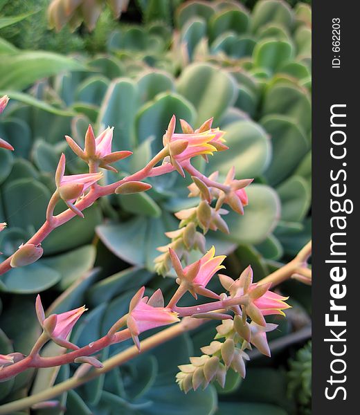 Macro shot of the pink flowers of the succulent plants. Macro shot of the pink flowers of the succulent plants.