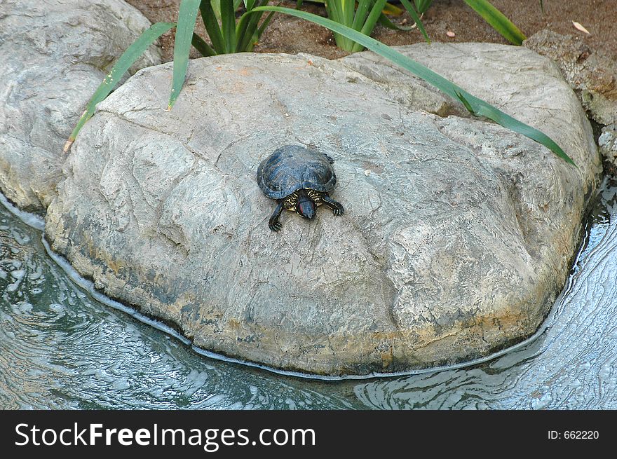 Little Turtle On Rock