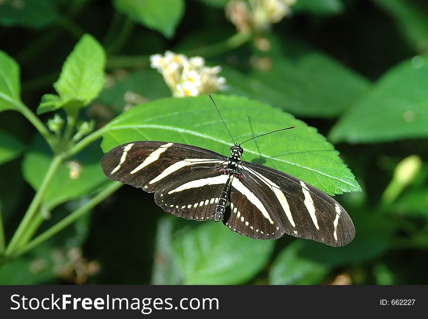 Heliconius On Leaf