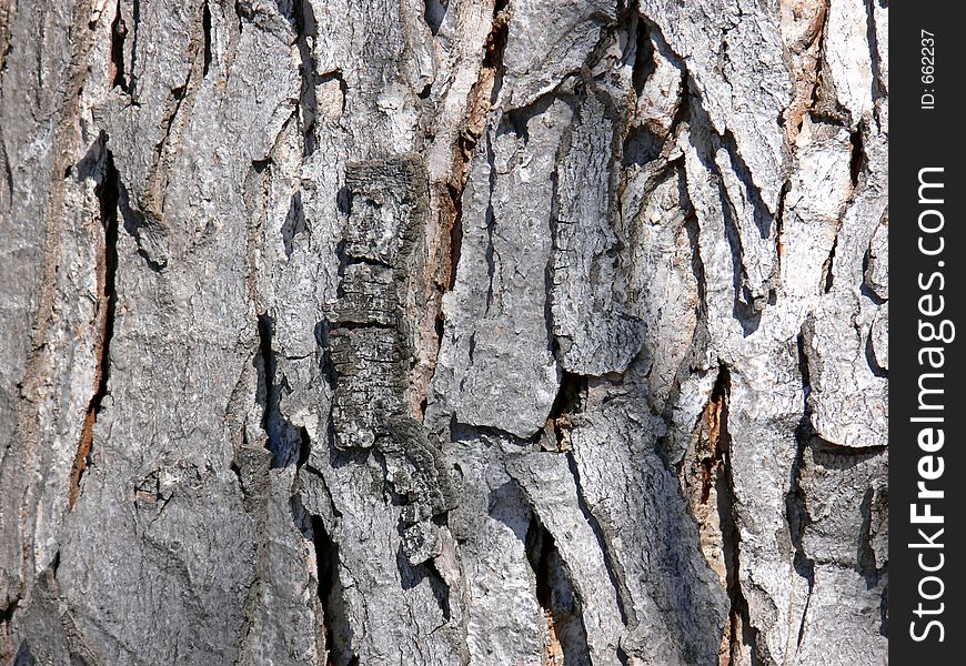 Closeup of bark on a tree. Closeup of bark on a tree.