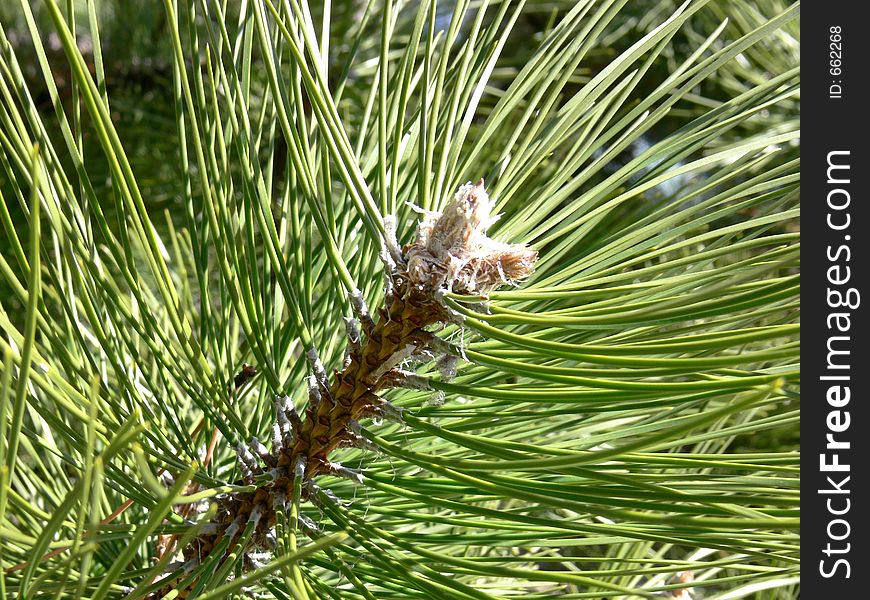 Closeup of a nice pine branch.