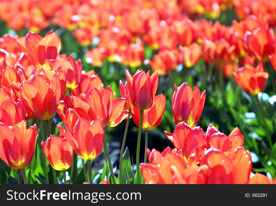 Tulips that almost glow because of the way the sun is shinning on them. Tulips that almost glow because of the way the sun is shinning on them.