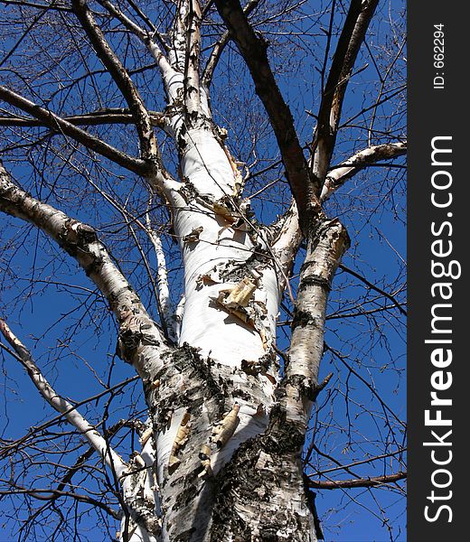 Fine looking birch tree on a bright spring morning.