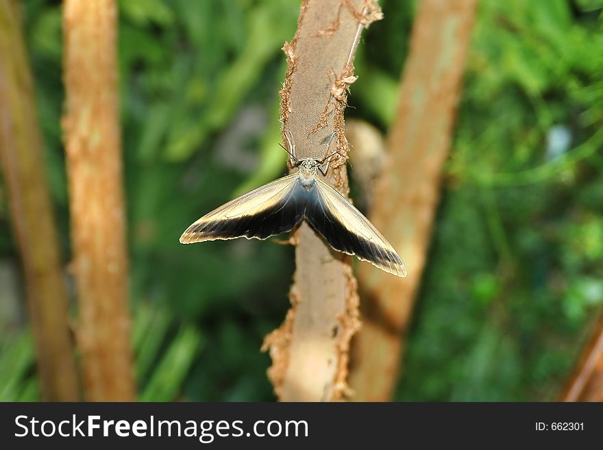 Butterfly-owl  (caligo Eurilochus) On Tree 2