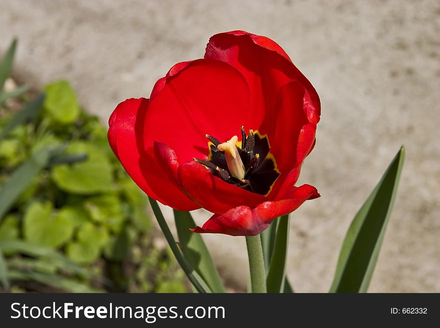 Tulip close-up in the garden. Tulip close-up in the garden